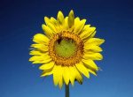 fond ecran  tournesol