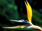 fond ecran  fleur