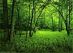 fond ecran  forêt
