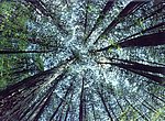 fond ecran  forêt