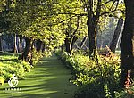 fond ecran  Forêt en Vendée