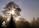fond ecran  Forêt en Vendée