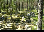 fond ecran  Foret d'Estonie