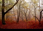 fond ecran  Foret 