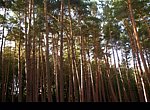 fond ecran  Foret 