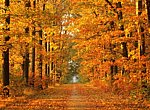 fond ecran  Forêt en automne
