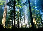 fond ecran  Forêt 