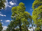 fond ecran  Forêt et ciel