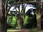 fond ecran  Arbres