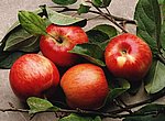 pommes wallpaper