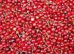 cerises wallpaper