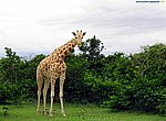 fond ecran  girafe