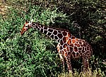 fond ecran  girafe