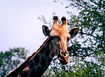 fond ecran  girafe