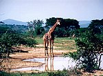 fond ecran  girafe