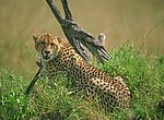 fond ecran  guepard