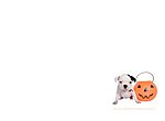 fond ecran Halloween: chien et citrouille