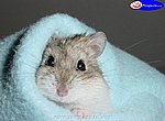 fond ecran  hamster