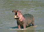 fond ecran  hippopotame