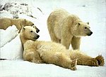 fond ecran  Ours au repos