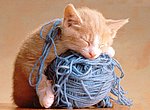 fond ecran  Chaton