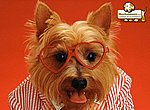 fond ecran  Chien déguisé