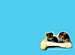 fond ecran  Chiots