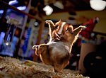 fond ecran  Le hamster ninja