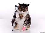 fond ecran  Humour: chat avec une béquille