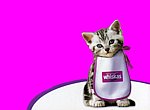 fond ecran  Chat Whiskas