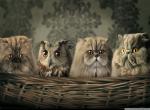 fond ecran  intrus chez les chats