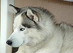 fond ecran  Husky