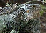 fond ecran  iguane