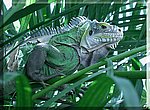 fond ecran  iguane