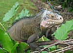 fond ecran  iguane