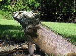 fond ecran  iguane