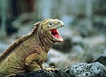 fond ecran  iguane