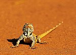 fond ecran  iguane