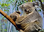 fond ecran  koalas