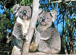 fond ecran  koalas