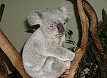 fond ecran  koala