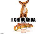 fond ecran  Le Chihuahua de Beverly Hills