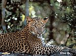 fond ecran  leopard