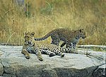 fond ecran  leopards