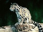 fond ecran  leopard