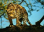 fond ecran  leopard