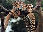 fond ecran  leopard