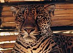 fond ecran  leopard