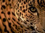 fond ecran  leopard