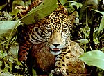 fond ecran  leopard